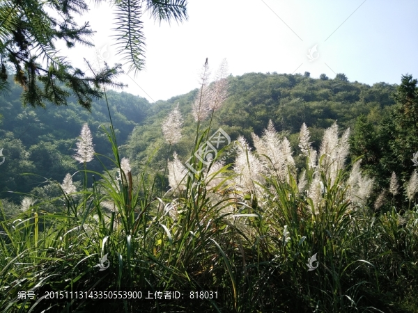 鳳凰山蘆葦
