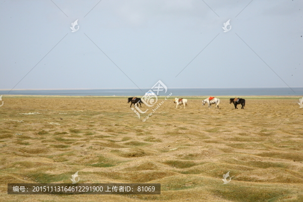 青海湖