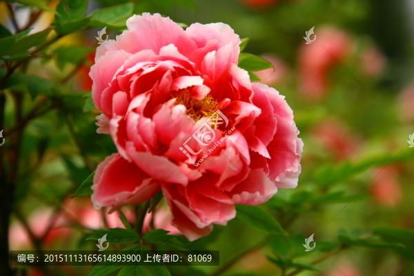 牡丹