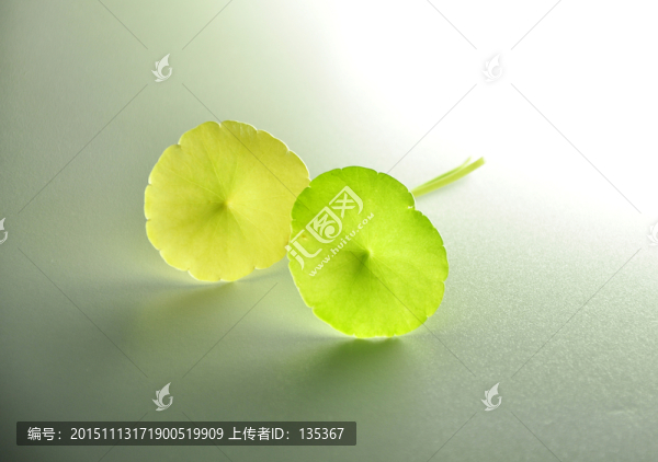 銅錢草