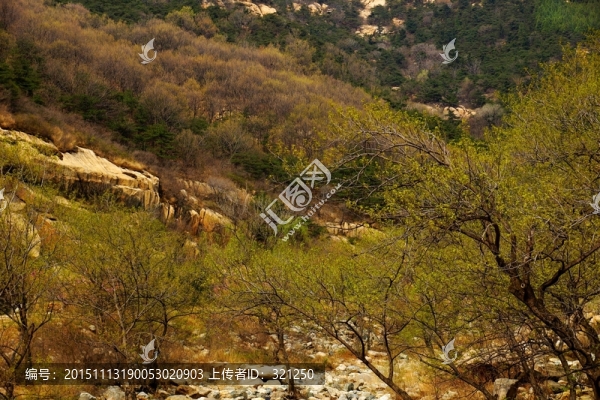 泰山桃花峪風(fēng)光