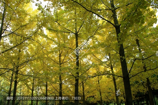 銀杏樹(shù)