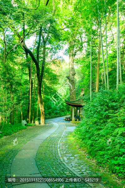 竹林小路