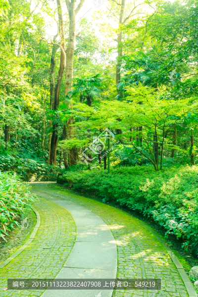 竹林小徑