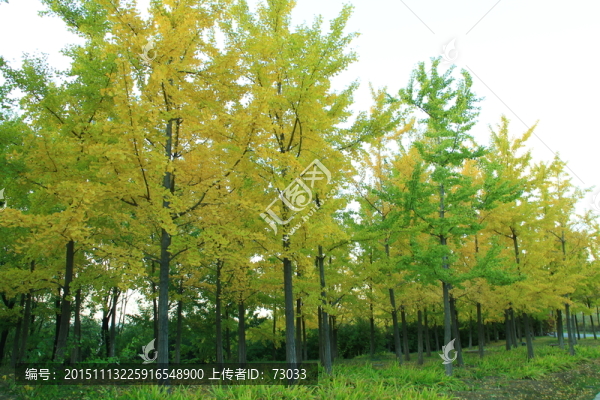 銀杏樹