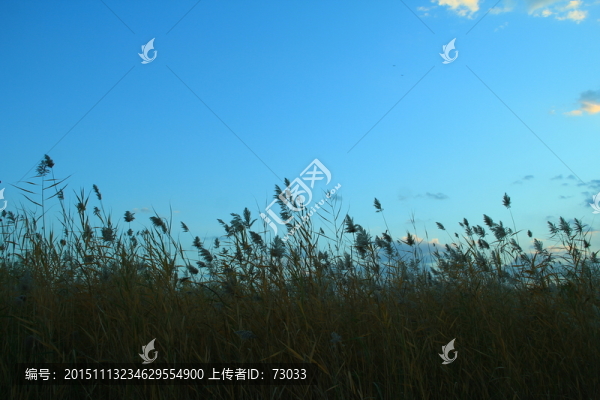 蘆葦蕩