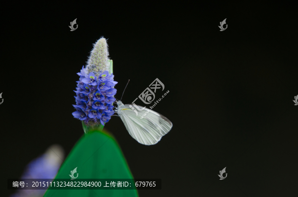 紫花