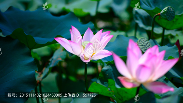 荷花攝影