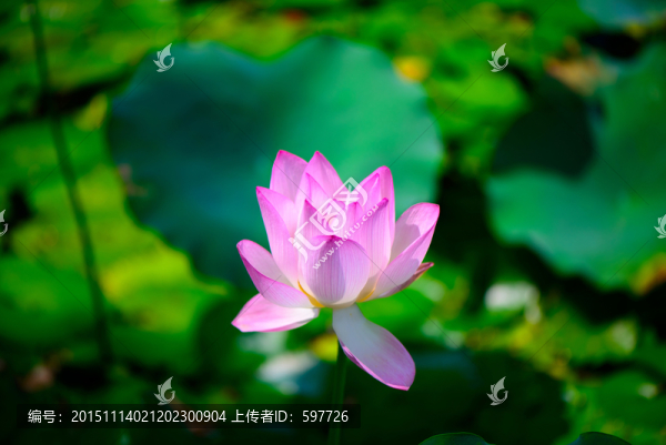 荷花高清
