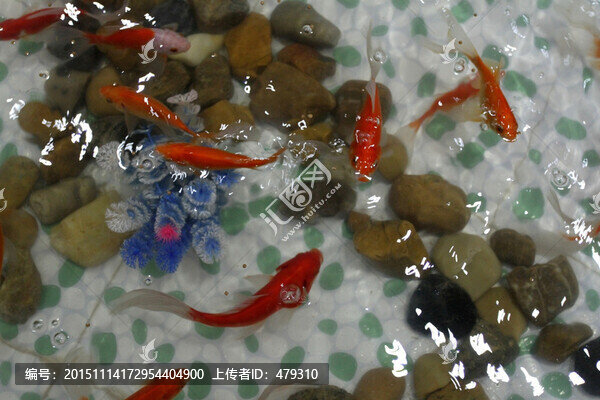 觀賞魚,魚,金魚