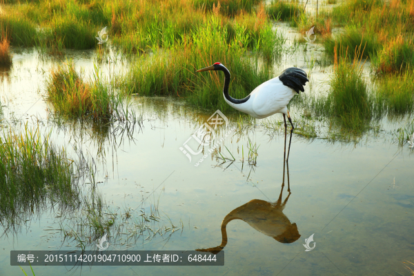 丹頂鶴塑像