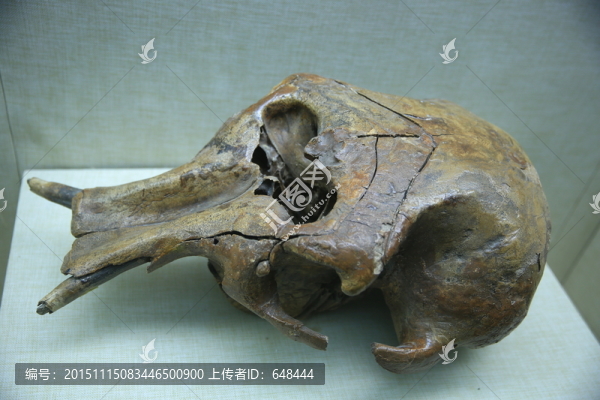 猛犸象頭骨化石
