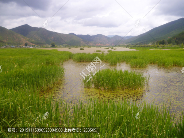 走婚橋水草