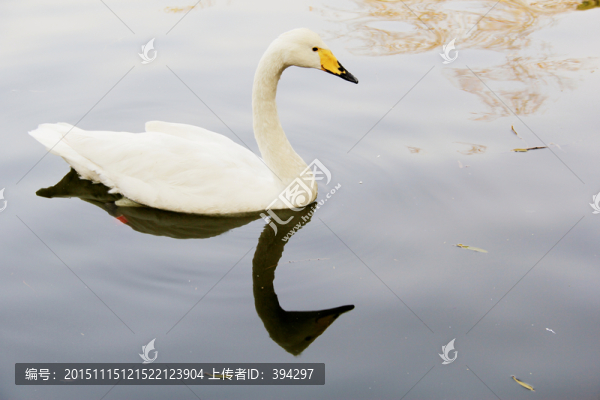 天鵝