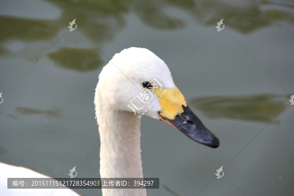 天鵝