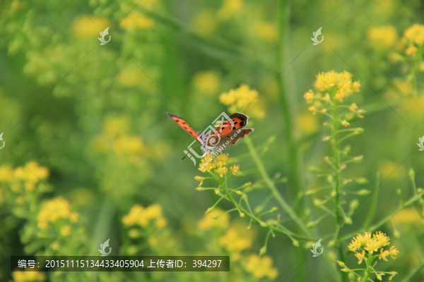 蝴蝶,化蝶,油菜花