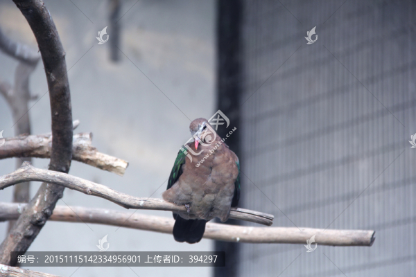 斑鳩