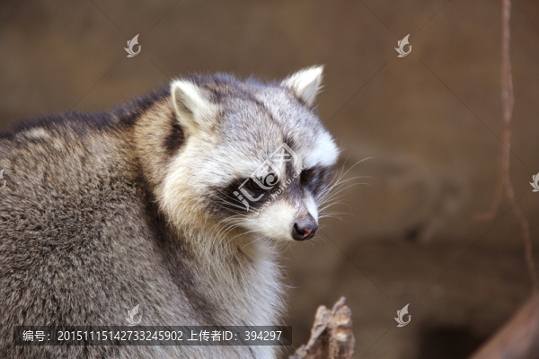 小浣熊