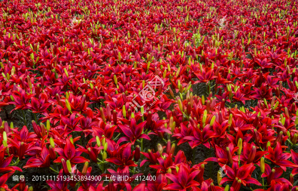 紅色的百合花海