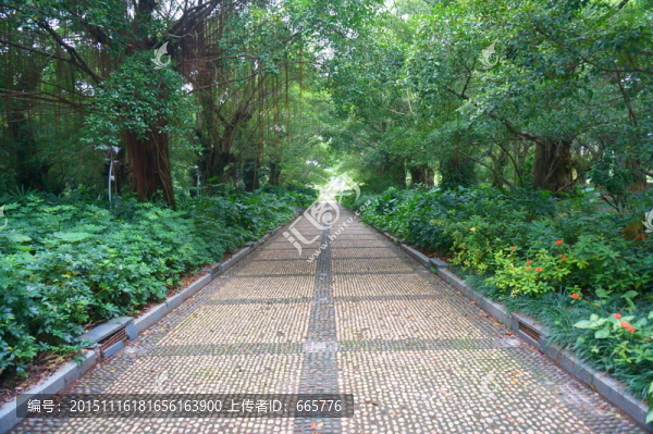 林蔭道