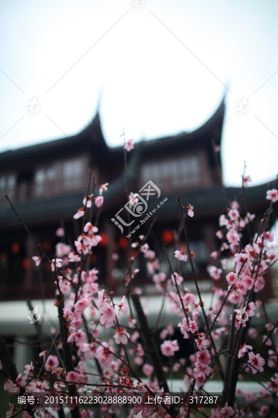 梅花