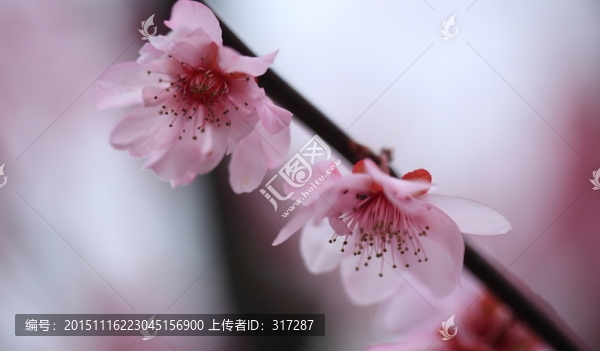 梅花