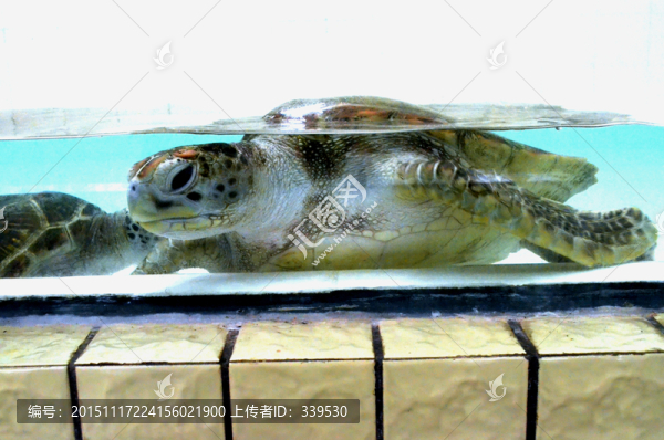 海龜,龜類,海洋生物