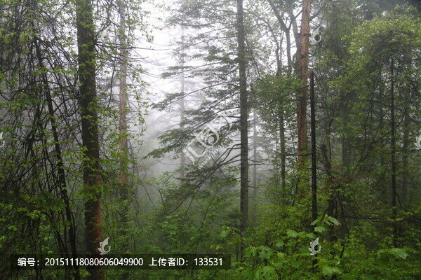 樹(shù)林,叢林,雨霧山林