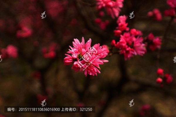 碧桃,碧桃花