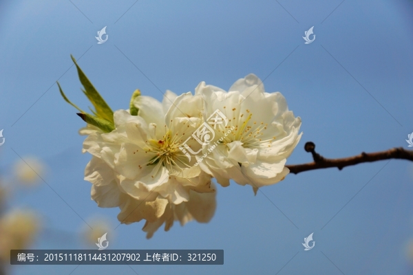 櫻花,一枝櫻花,白色櫻花