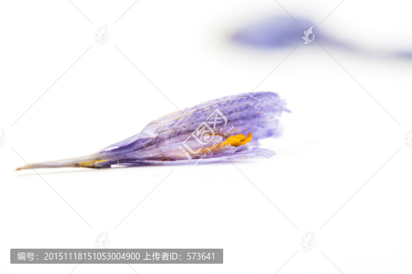 藏紅花干花