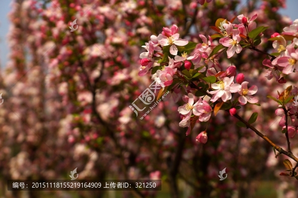 櫻花
