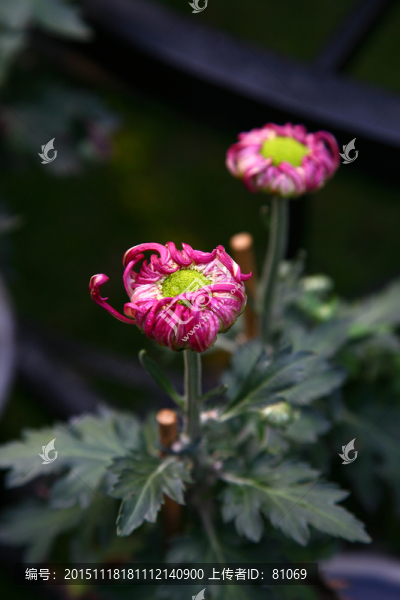 菊花