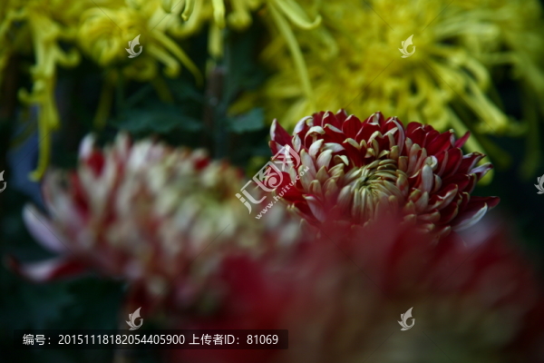 菊花