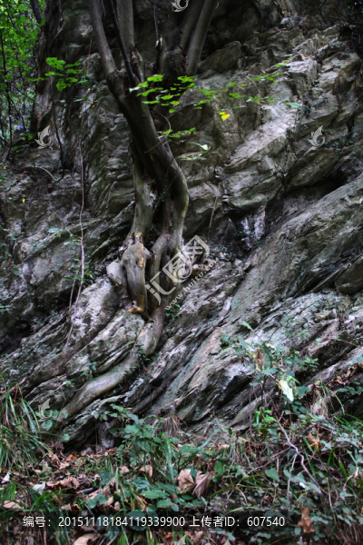 石中樹