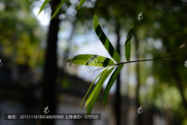 竹葉