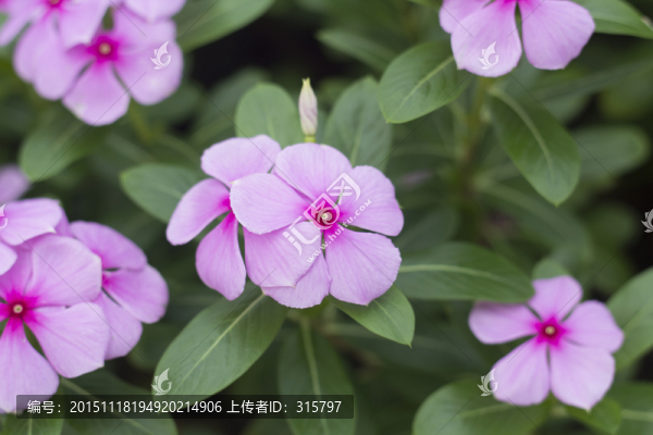 長春花,金盞草,四時春,日日新