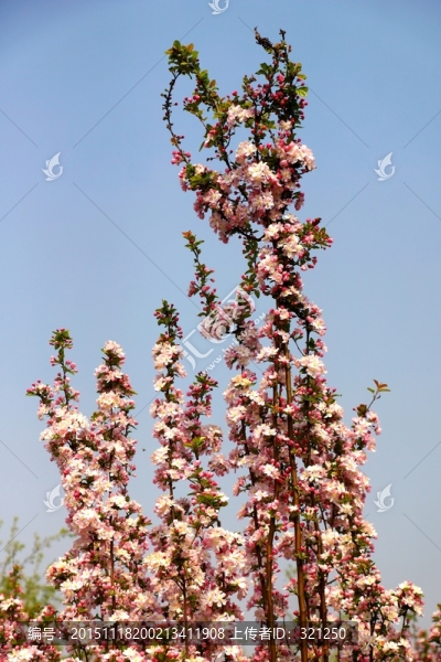 櫻花