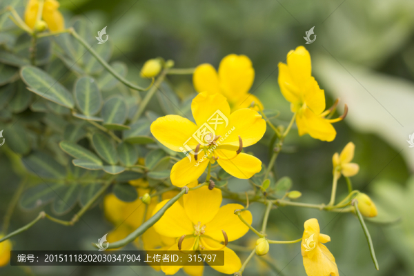 黃色,花