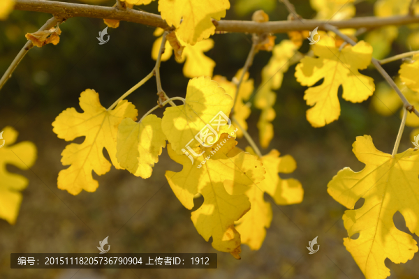 秋葉