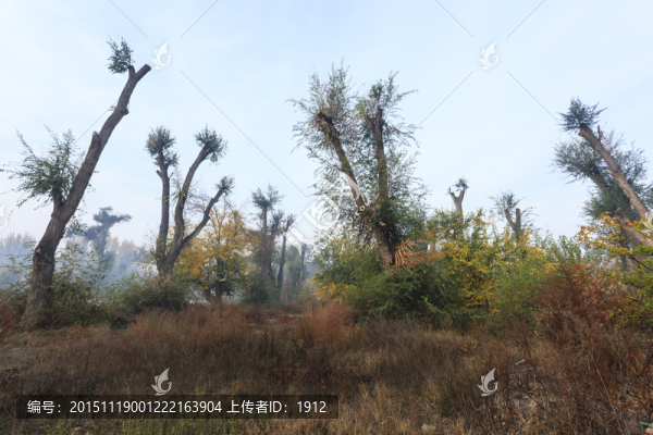 樹(shù)林