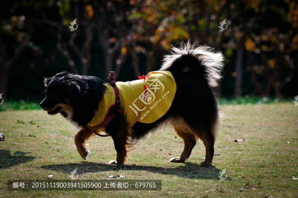 寵物狗