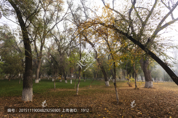 樹林