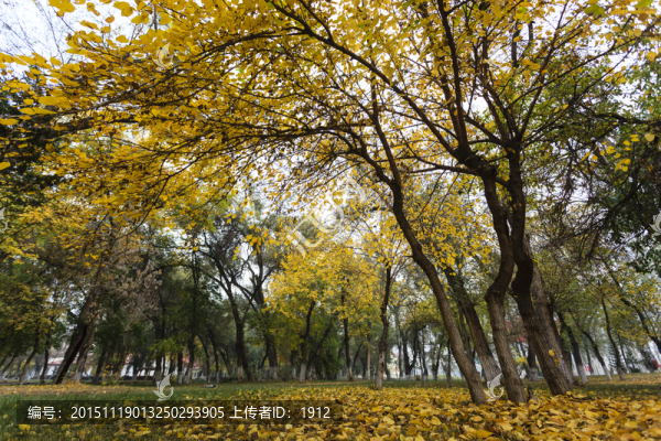 樹林