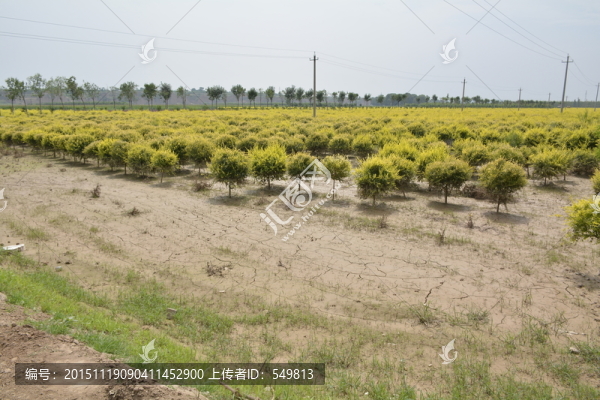 路邊樹林