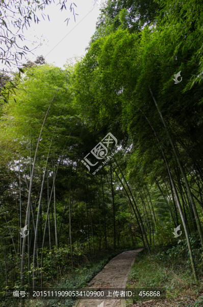 上海佘山,竹徑