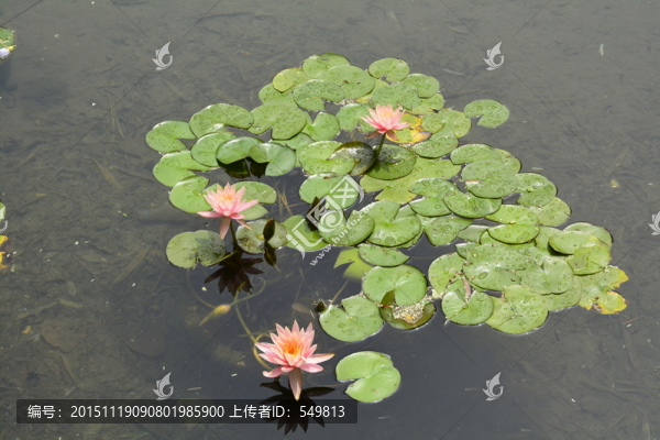 睡蓮