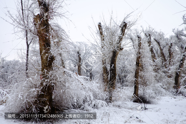 樹林