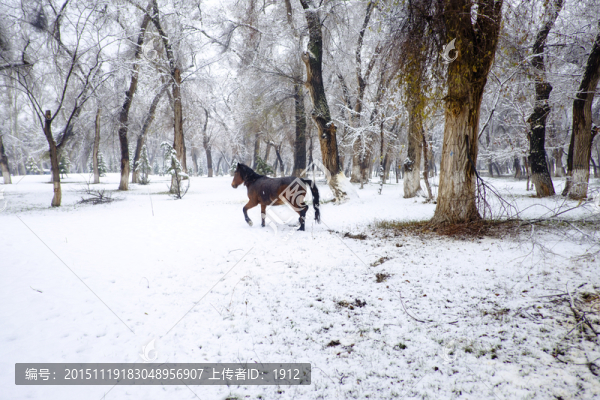 冬雪