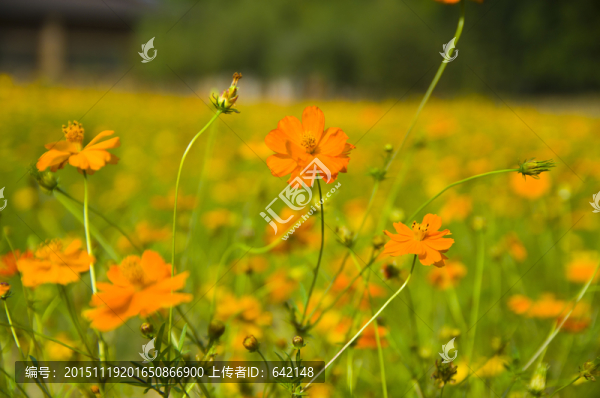 美麗野花